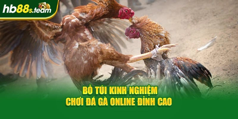 Bỏ túi kinh nghiệm chơi đá gà online đỉnh cao